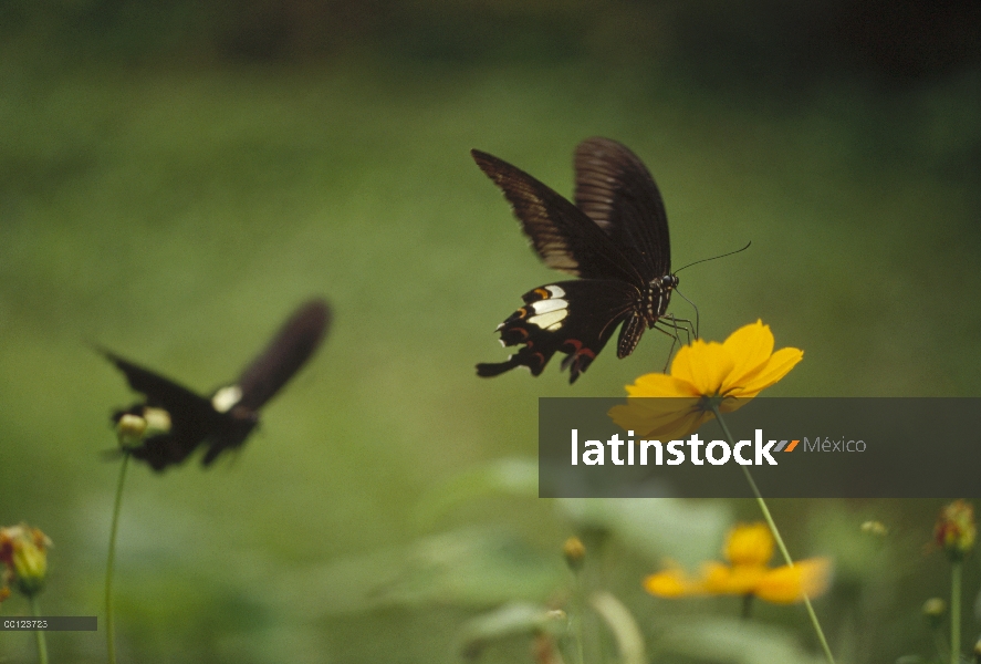 Pareja de pavo real (Papilio bianor) lomos alimentándose de néctar de flores, Nagasaki, Japón