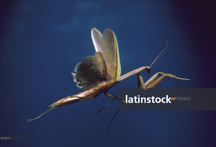 Mantis religiosa (Mantis sp) volando, Ibaraki, Japón