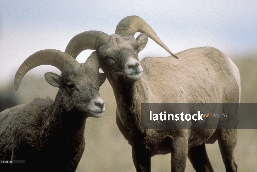 Borrego cimarrón (Ovis canadensis) par jugar, Parque Nacional de Yellowstone, Wyoming