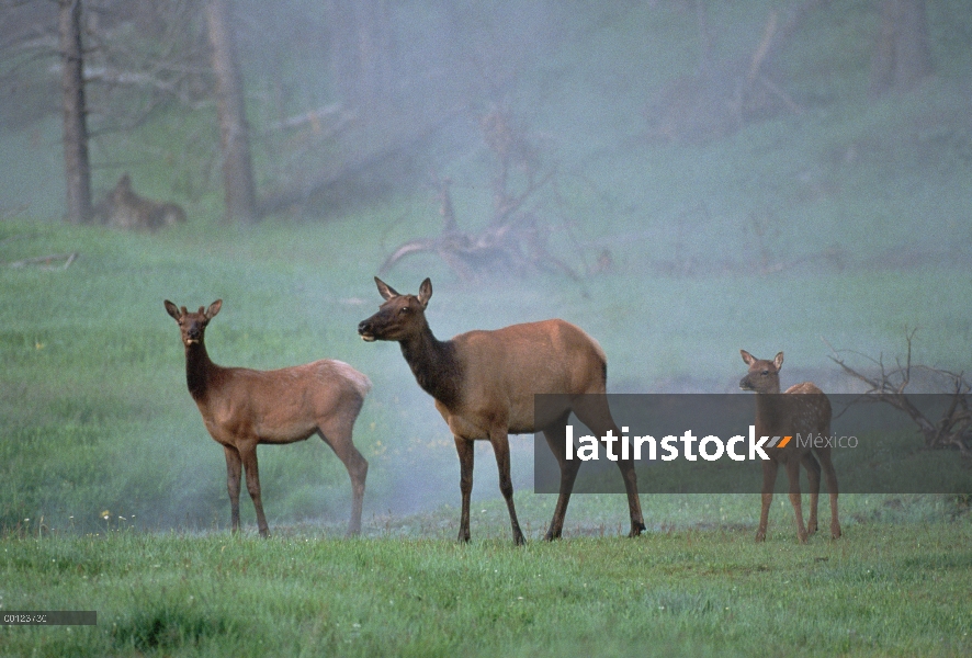 Elk (Cervus elaphus) hembra con macho joven y becerro, Parque Nacional de Yellowstone, Wyoming