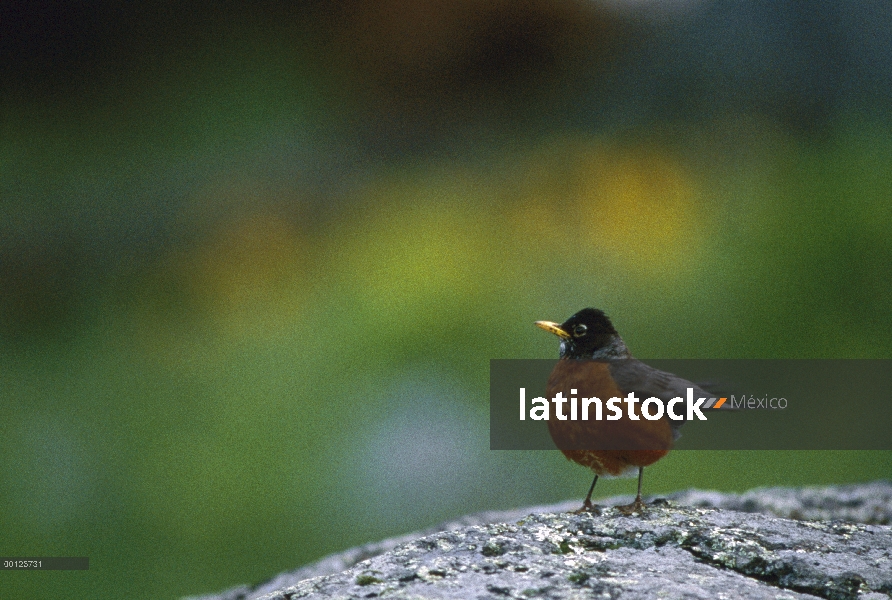 Retrato de petirrojo americano (Turdus migratorius), Parque Nacional de Yellowstone, Wyoming