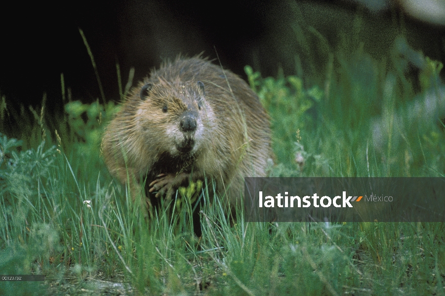 Castor americano (Castor canadensis) en hierba alta, Parque Nacional de Yellowstone, Wyoming