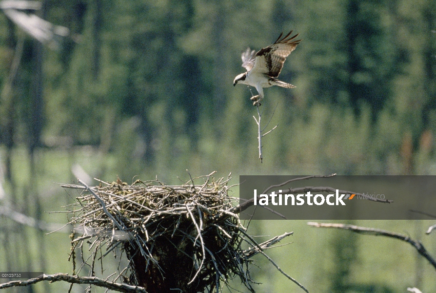 Águila pescadora (Pandion haliaetus) llevando la rama a sitio de anidación, lago de terremoto, Idaho