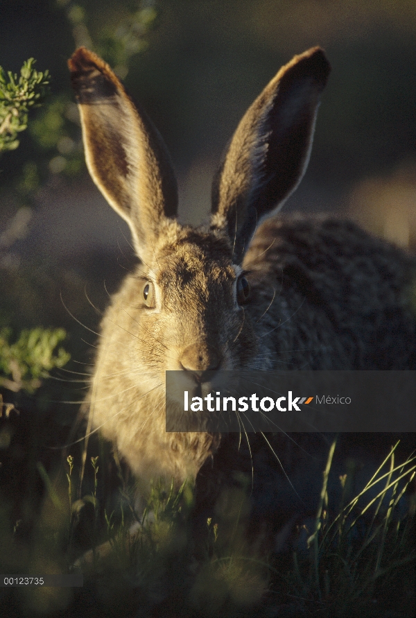 Cola negra el retrato de liebre (Lepus californicus), Parque Nacional de Yellowstone, Wyoming