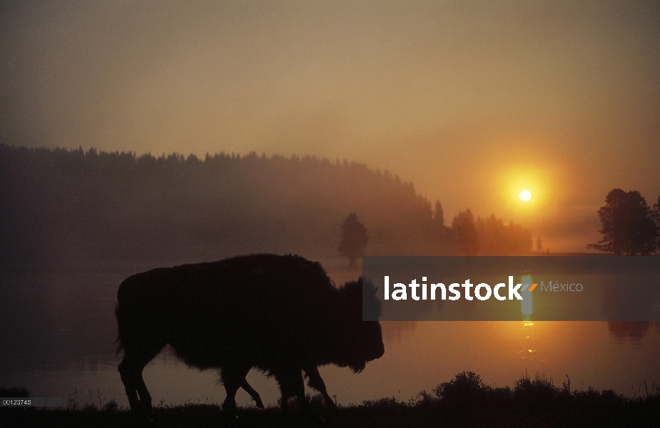 Bisonte americano (bisonte del bisonte) madre y el becerro recorta al amanecer, Parque Nacional de Y