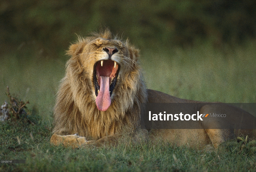 Hombre de León africano (Panthera leo) bostezo, Reserva Nacional de Masai Mara, Kenia