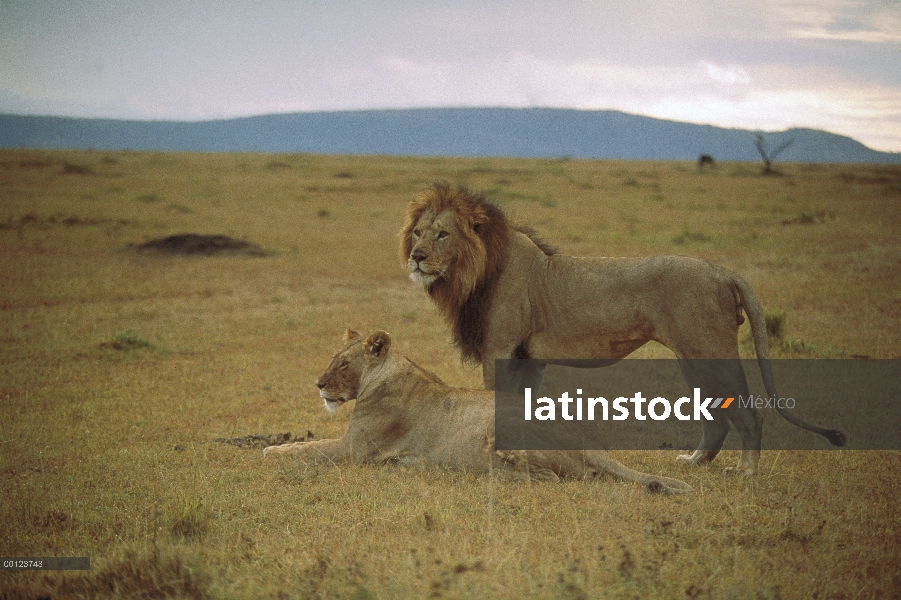 León africano (Panthera leo) macho y hembra, Reserva Nacional de Masai Mara, Kenia