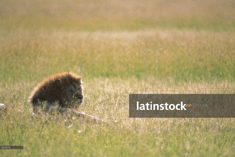 Macho León africano (Panthera leo) descansando en un campo de pasto seco, Reserva Nacional de Masai 