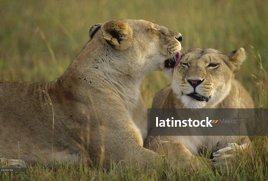 Mujer de León africano (Panthera leo) preparación compañeros, Reserva Nacional de Masai Mara, Kenia