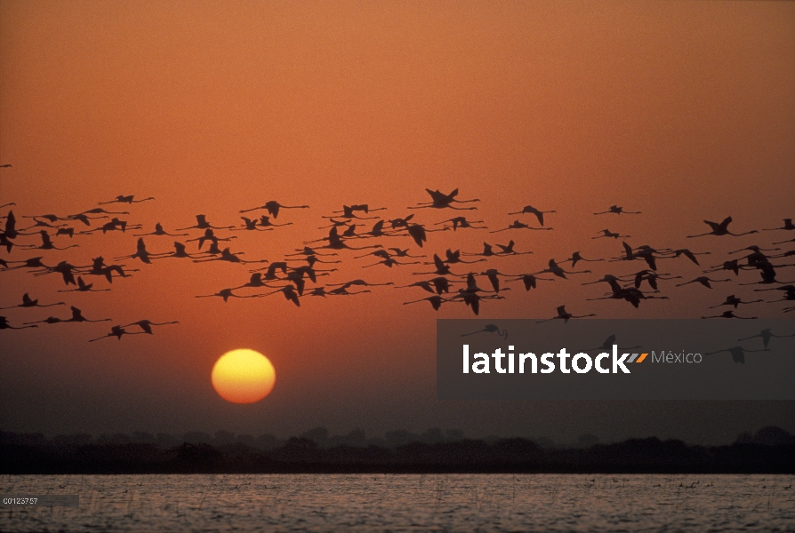 Bandada de flamencos (Phoenicopterus sp) volando a la salida del sol, Santuario de aves de Nalsarova