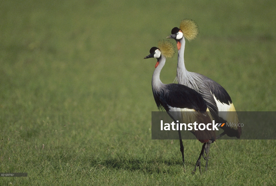 Grulla de cabeza gris (Balearica regulorum) par, Reserva Nacional de Masai Mara, Kenia