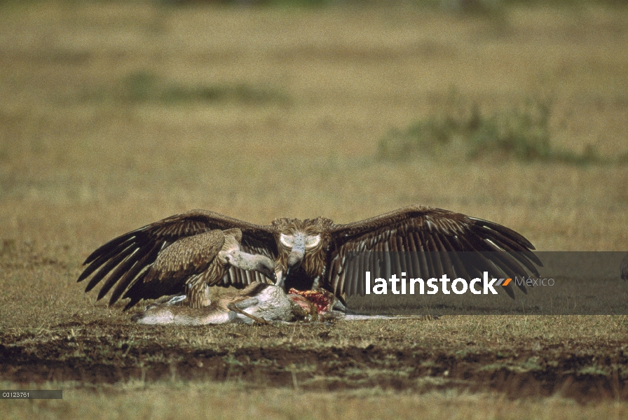 Lappet-faced par de buitre (Torgos tracheliotus) alimentándose de canal, Masai Mara, Kenia