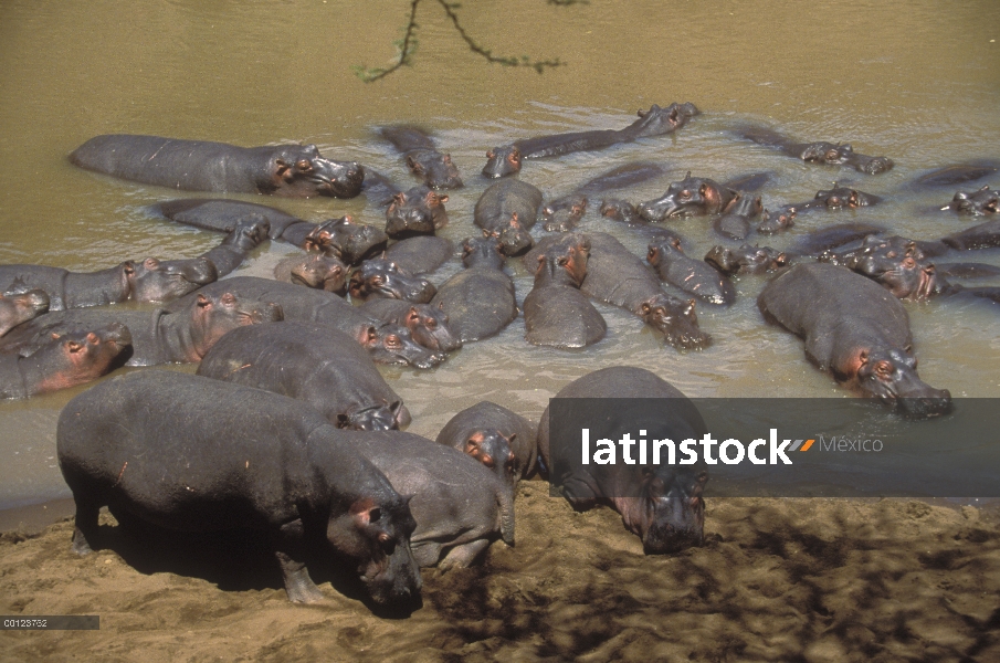 Hipopótamo (Hippopotamus amphibius) pod a borde, Masai Mara, Kenia de agua