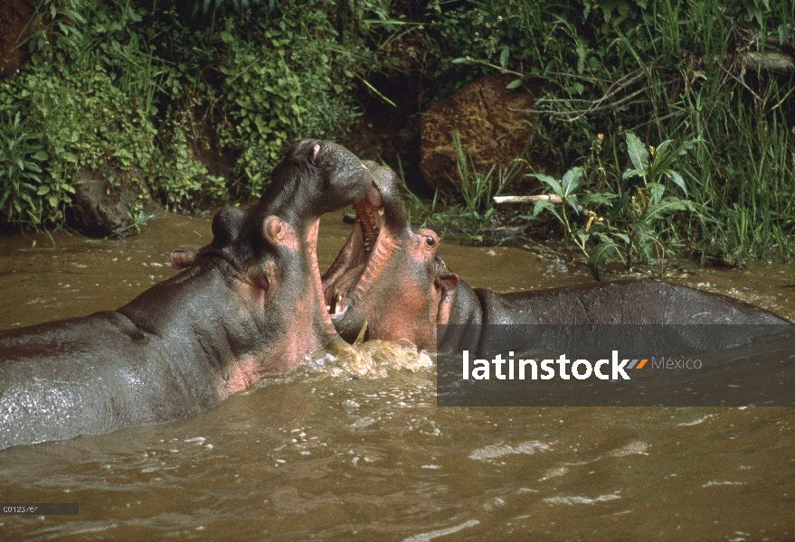 Hipopótamo (Hippopotamus amphibius) par luchar, Masai Mara, Kenia