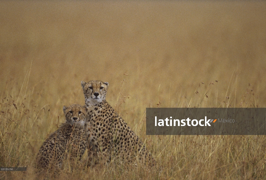 Guepardo (Acinonyx jubatus) madre y cachorros en hierba alta, Reserva Nacional de Masai Mara, Kenia