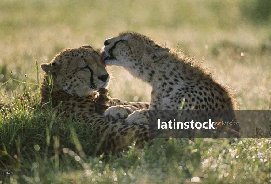 Guepardo (Acinonyx jubatus) preparación compañero, Reserva Nacional de Masai Mara, Kenia