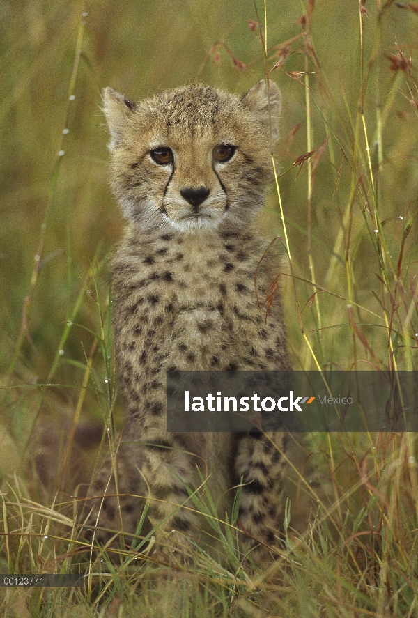 Guepardo (Acinonyx jubatus) cub retrato, Reserva Nacional de Masai Mara, Kenia