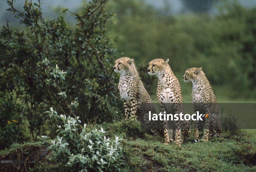 Guepardo (Acinonyx jubatus) a especies vulnerables, trío, Reserva Nacional de Masai Mara, Kenia