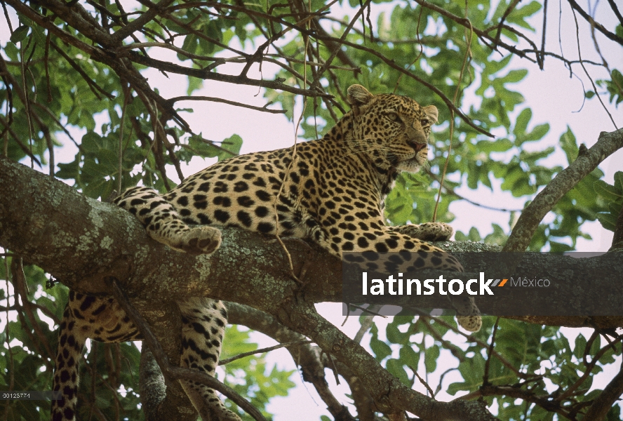 Leopardo (Panthera pardus) en espina silbaba (Acacia drepanolobium) acacia árbol, Masai Mara, Kenia