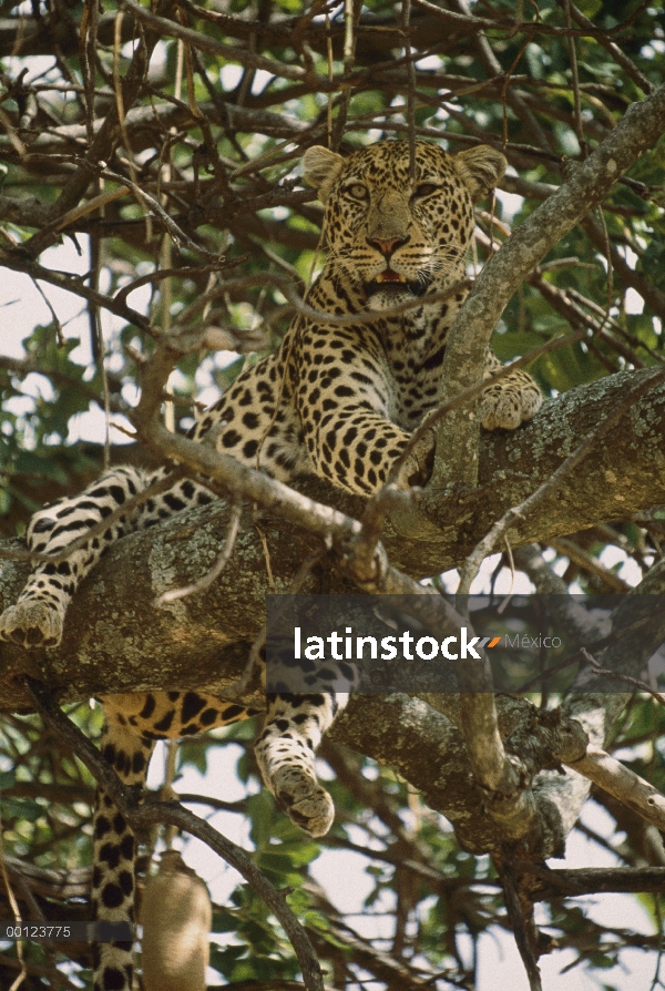 Leopardo (Panthera pardus) en espina silbaba (Acacia drepanolobium) acacia árbol, Masai Mara, Kenia