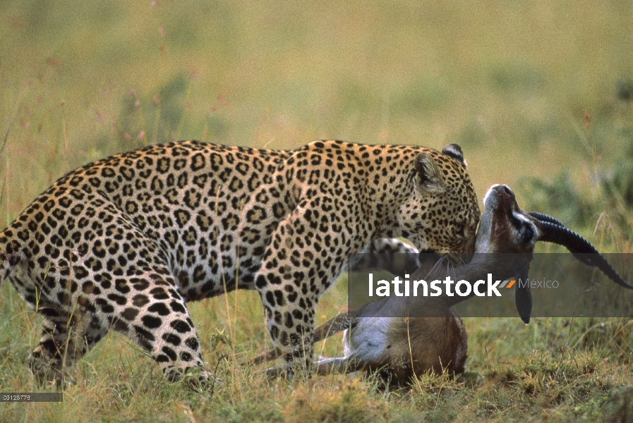 Leopardo (Panthera pardus) sofocando un Impala (Aepyceros melampus), Masai Mara, Kenia