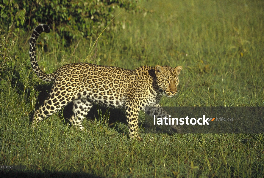 Leopardo (Panthera pardus) caminando por el pasto verde, Masai Mara, Kenia