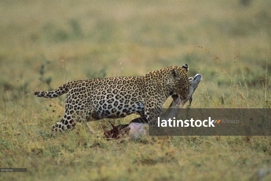 Leopardo (Panthera pardus) llevar presa, Masai Mara, Kenia