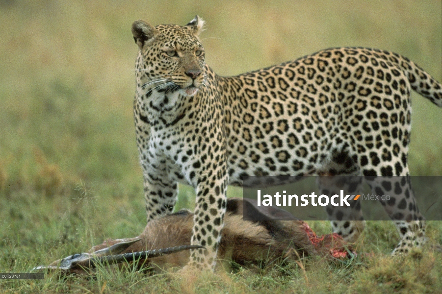 Leopardo (Panthera pardus) guardia de pie sobre la matanza, Masai Mara, Kenia