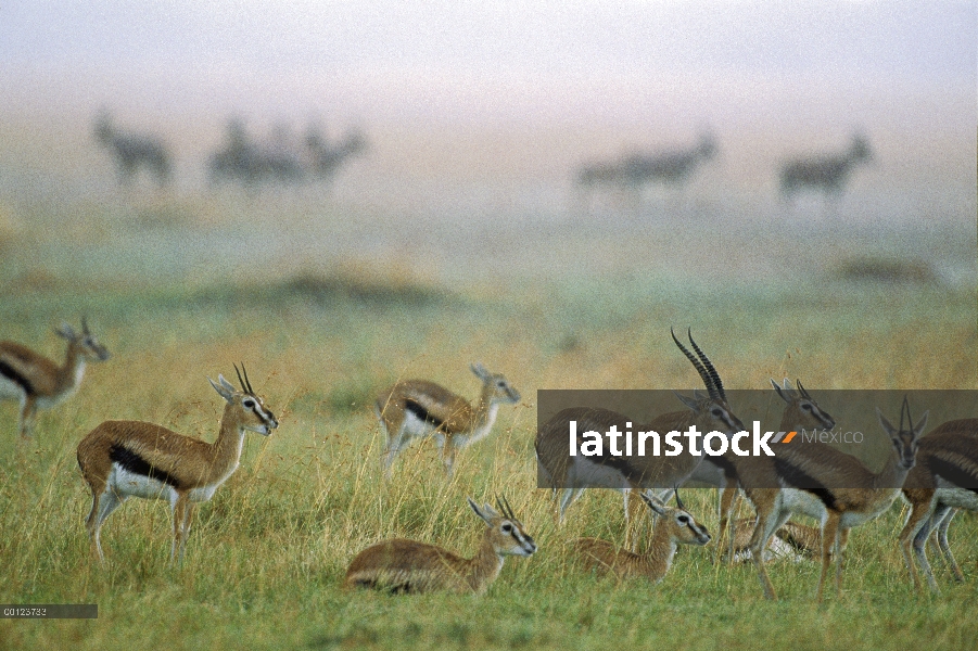 Manada de gacelas de Thomson (Eudorcas thomsonii) con ñu azul (Connochaetes taurinus) soportar una t