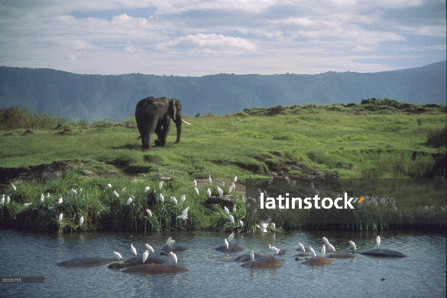 Elefante africano (Loxodonta africana) a lo largo de la charca con hipopótamos revolcarse (hipopótam