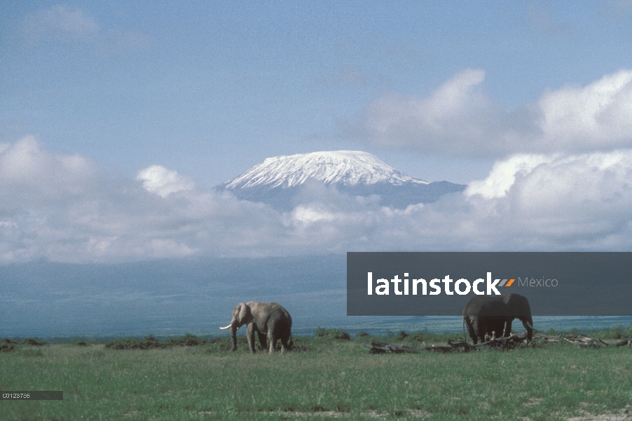 Elefante africano (Loxodonta africana) par roaming praderas frente a Monte Kilimanjaro, Tanzania