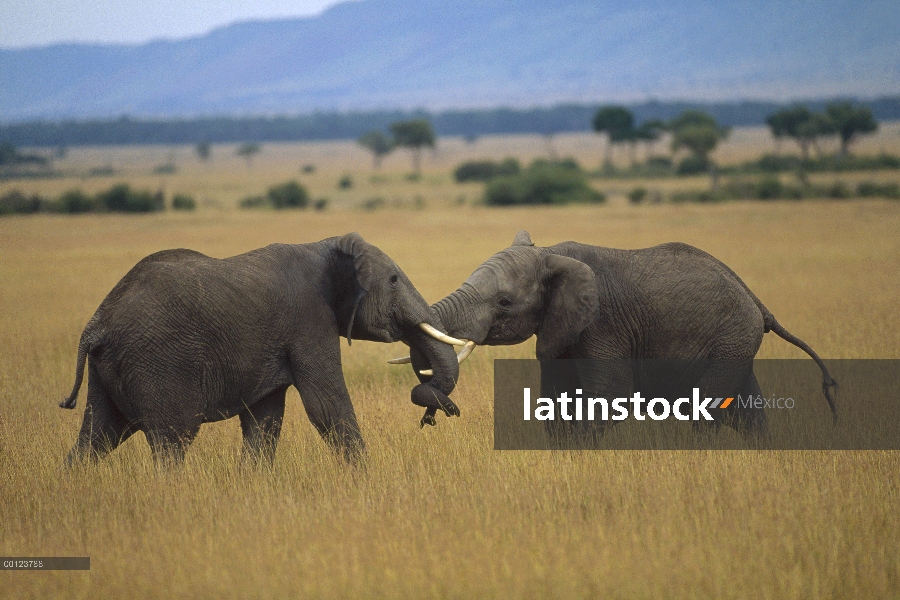 Machos de elefante africano (Loxodonta africana) lucha, Reserva Nacional de Masai Mara, Kenia