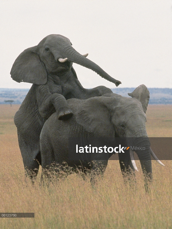 Pareja de elefante africano (Loxodonta africana) apareamiento, Reserva Nacional de Masai Mara, Kenia