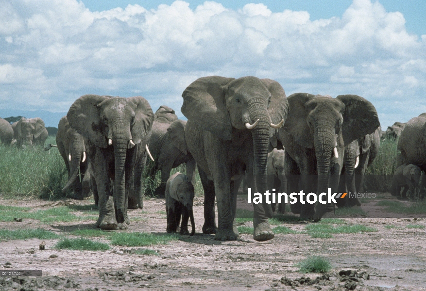 Manada de elefantes africanos (Loxodonta africana) de adultos y jóvenes, Reserva Nacional de Masai M