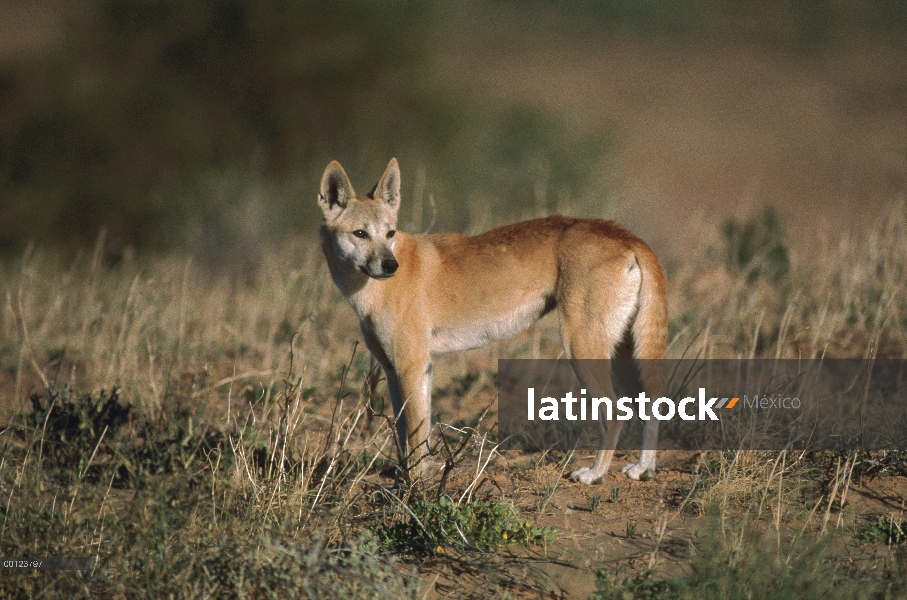 Retrato de Dingo (dingo del lupus de Canis), desierto de Simpson, Australia