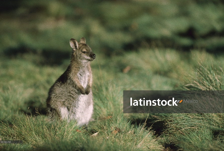 Hierba del Wallaby de cuello rojo (Macropus rufogriseus) sentado entre mata, Cradle Mountain, Lake S