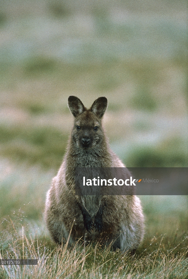 Cuello rojo Wallaby (Macropus rufogriseus) retrato, Cradle Mountain, lago St Clair National Park