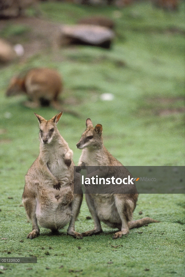 Par ágil Wallaby (Macropus agilis), Australia