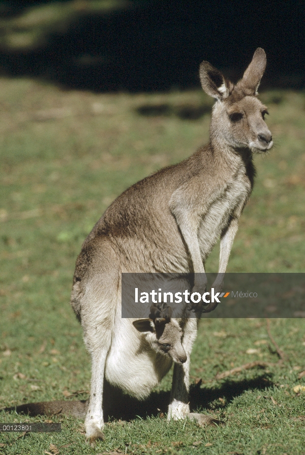 Este hembra canguro gris (Macropus giganteus) con joey en bolsa, Australia