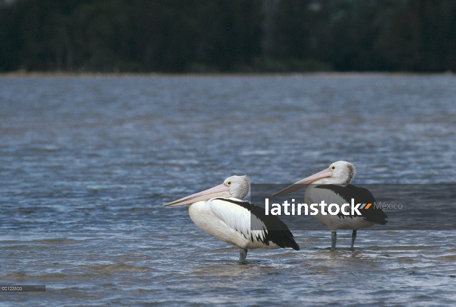 Pie de par australiano pelícano (Pelecanus conspicillatus) en aguas poco profundas, Sydney, Australi