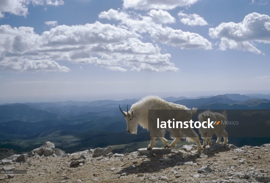 Cabra de la montaña (Oreamnos americanus) padre e hijo, Mt Evans, Colorado