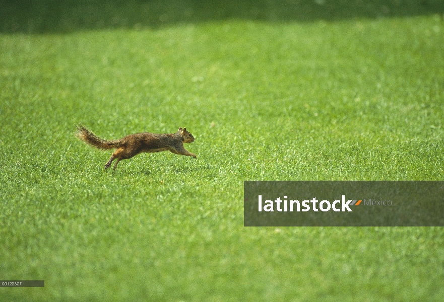 Oriental ardilla del zorro (Sciurus niger) corriendo por la hierba, Denver, Colorado