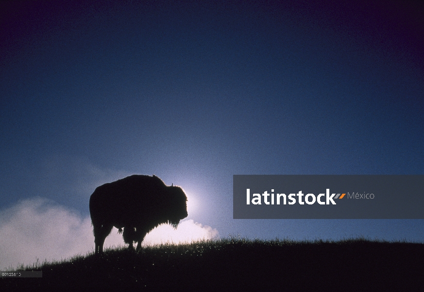 Bisonte americano (bisonte del bisonte) recorta al amanecer, Parque Nacional de Yellowstone, Wyoming