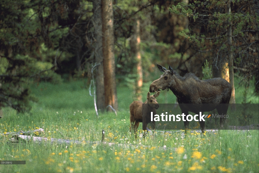 Alces (Alces alces shirasi) madre y el becerro en el borde del bosque, Parque Nacional de Yellowston