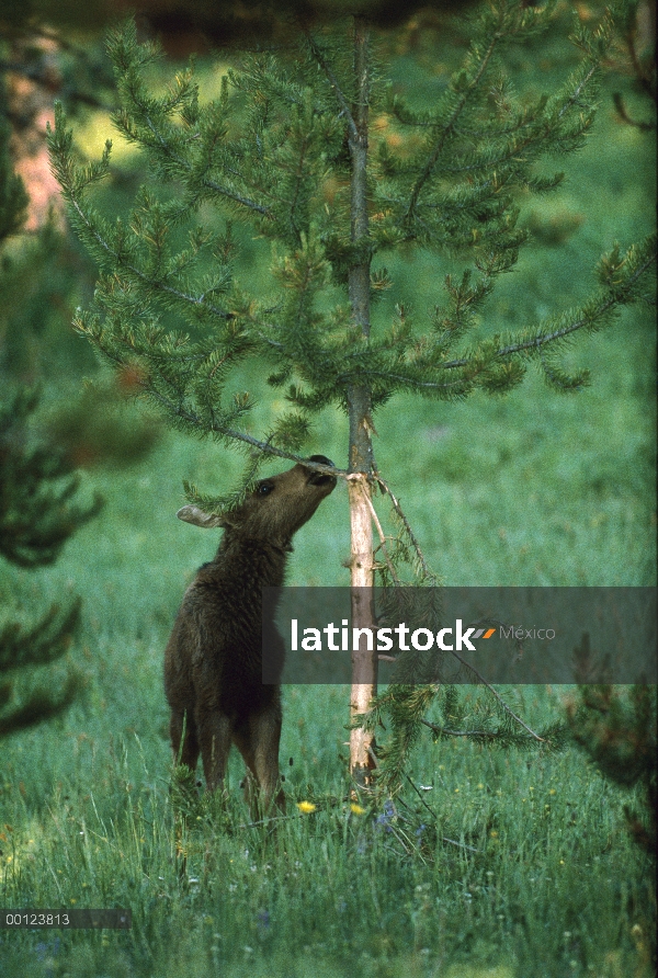 Cría de alces (Alces alces shirasi) pelando la corteza de un tronco de árbol, Parque Nacional de Yel