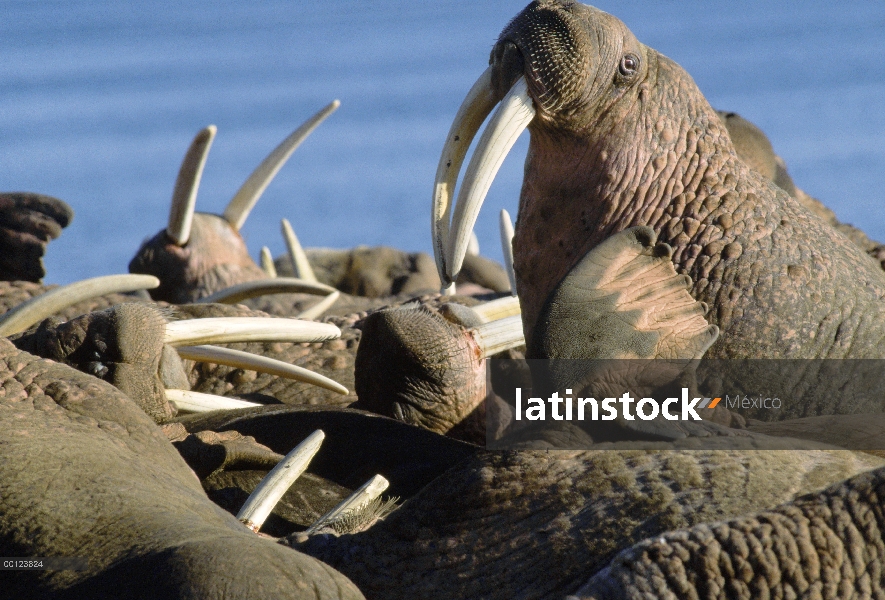 Colonia de morsas del Pacífico (Odobenus rosmarus divergens), Siberia, Rusia