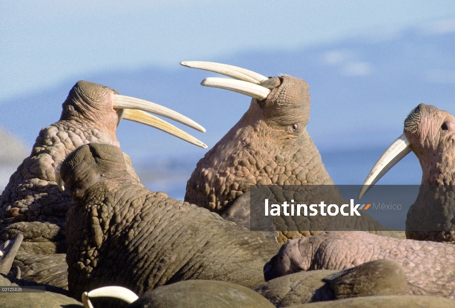 Colonia de morsas del Pacífico (Odobenus rosmarus divergens) con los machos que compiten por territo