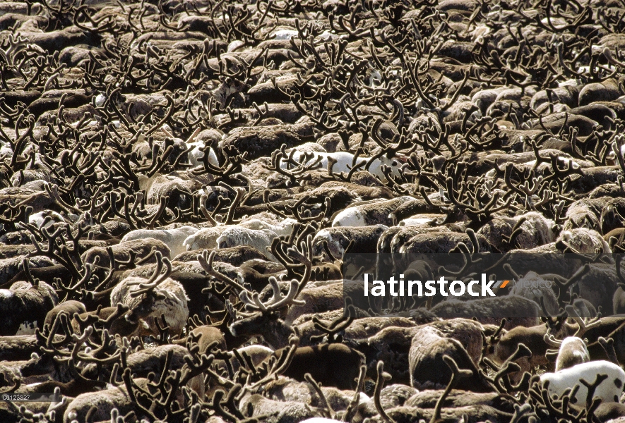 Manada de caribú (Rangifer tarandus), Siberia, Rusia