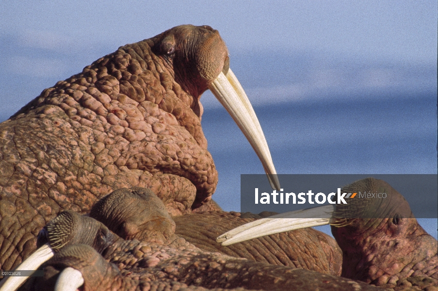 Hombre morsa del Pacífico (Odobenus rosmarus divergens) entre Colonia, Alaska