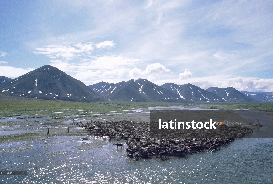 Caribú (Rangifer tarandus) manada con pastores de caribú, Siberia, Rusia